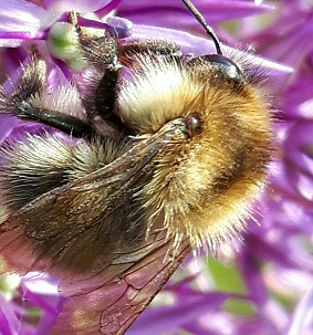 bee resized.jpg