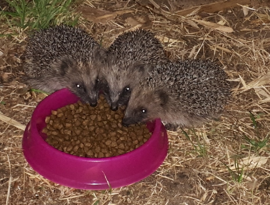 baby hedgehogs.jpg